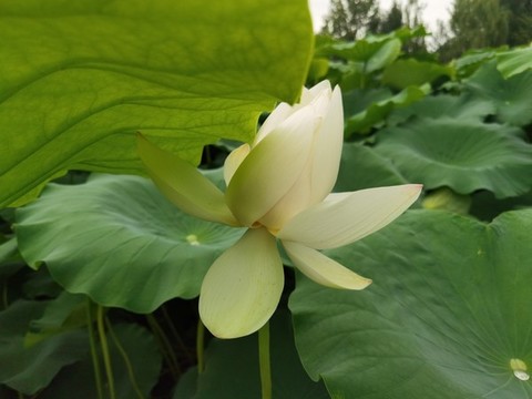 白色荷花