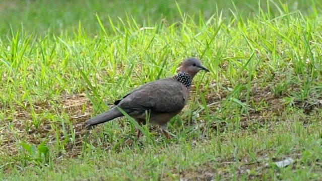 斑鳩
