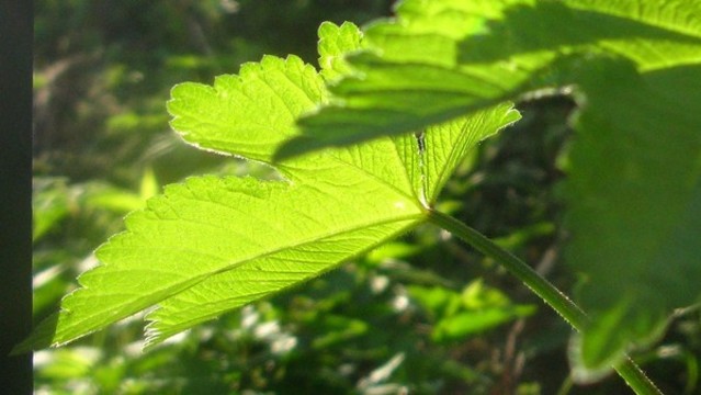 葎草