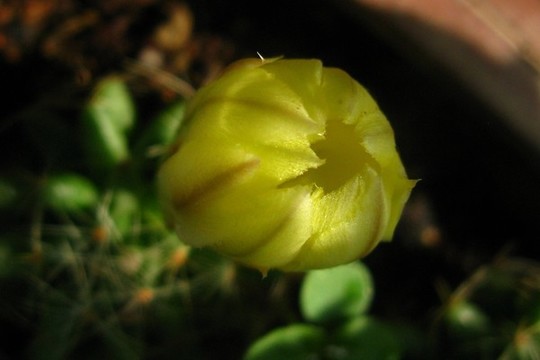 仙人球花