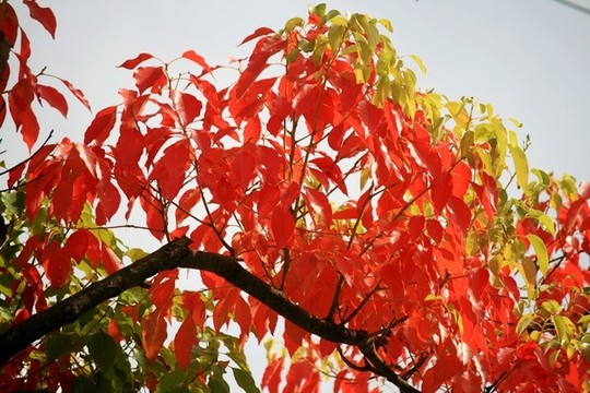 紅葉