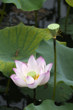 荷花