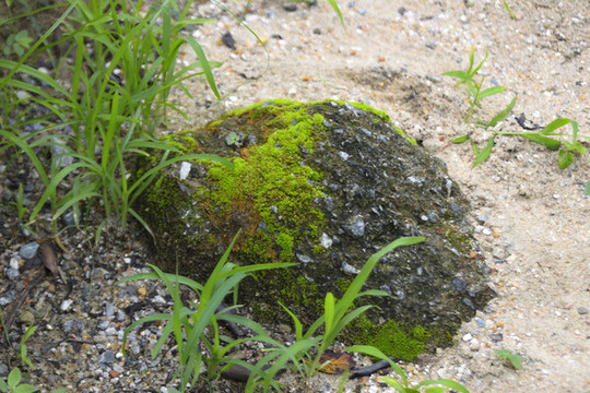苔蘚