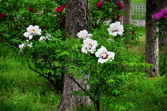 牡丹花