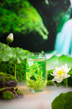 安吉白茶沖泡