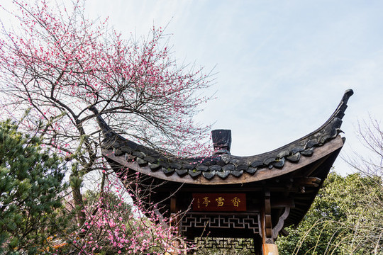 杭州靈峰探梅