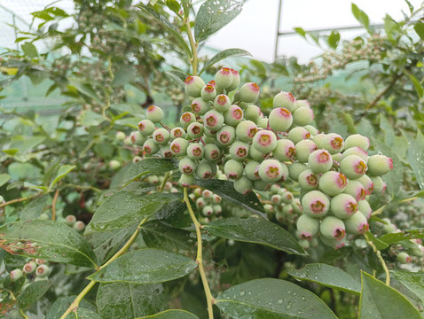 種植園帶雨藍莓