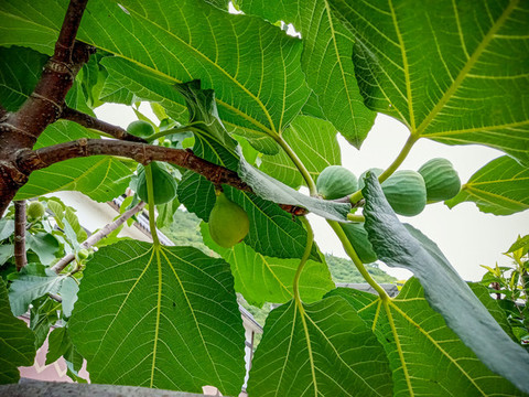 無花果