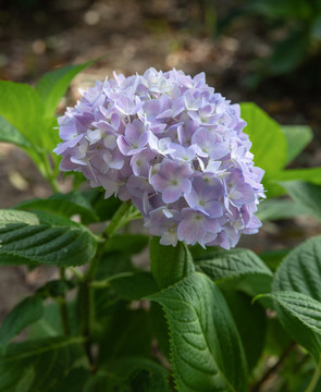 繡球花
