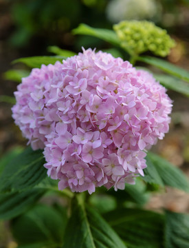 繡球花