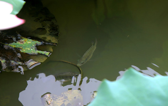 荷塘游魚