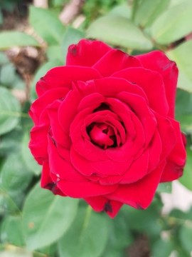 紅玫瑰花