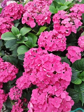 繡球花