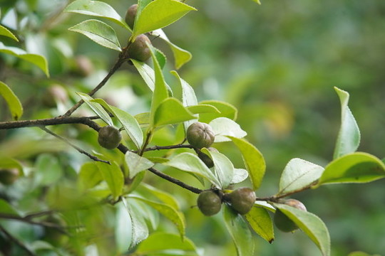 油茶籽果