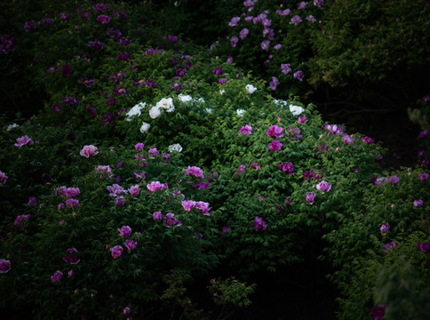 牡丹花特寫照片
