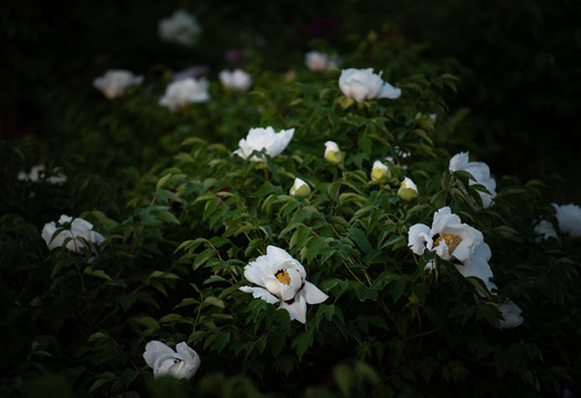 牡丹花特寫照片