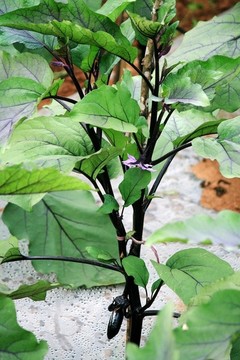 茄子苗