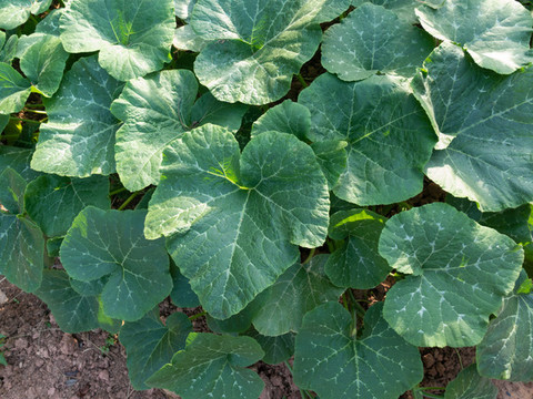 田間種植的南瓜