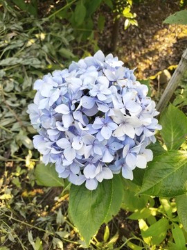 繡球花