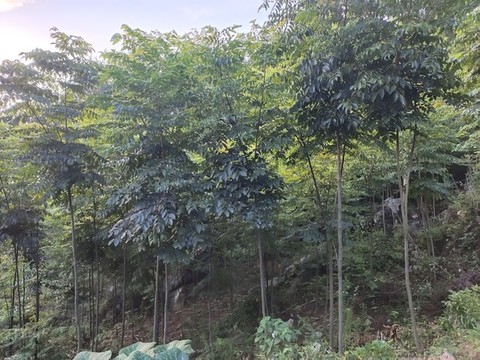 黃柏