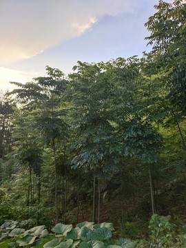 黃柏樹