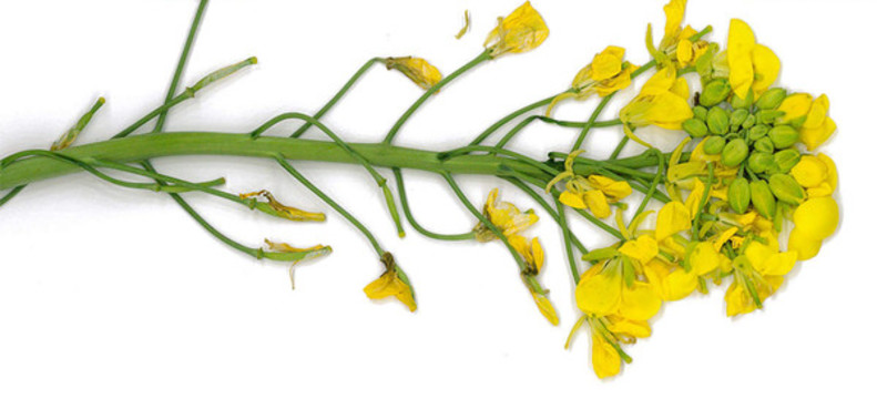 油菜花