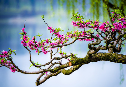 桃樹花開