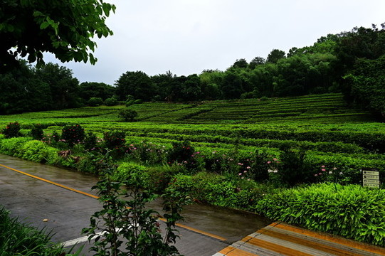 茶園