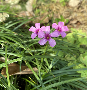 炸漿草