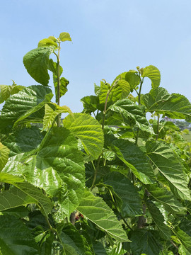 桑樹