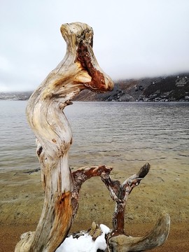 樹根