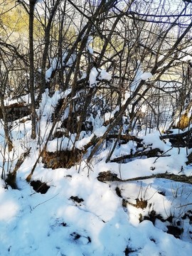 積雪