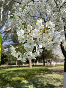 櫻花