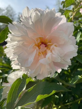 芍藥