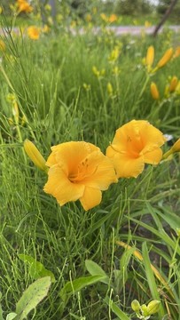 萱草