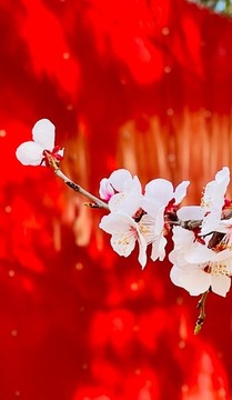 杏花