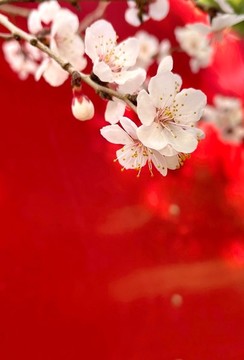 杏花