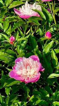 芍藥花