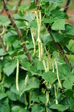 四季豆種植