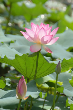 荷花