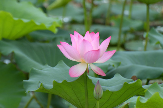 荷花