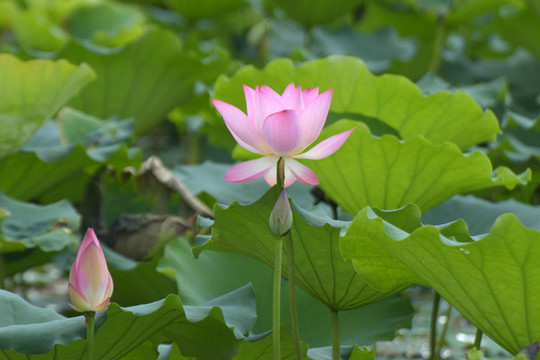 荷花