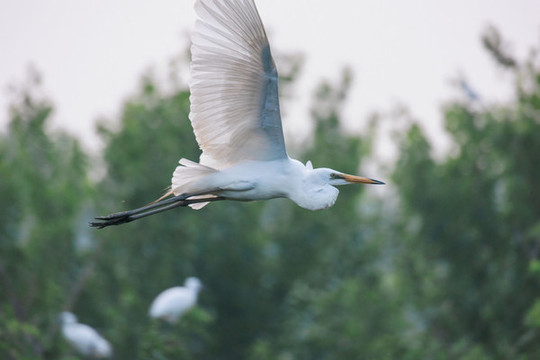 天津?qū)氎婊丶仪f鷺園內(nèi)鷺鳥棲息