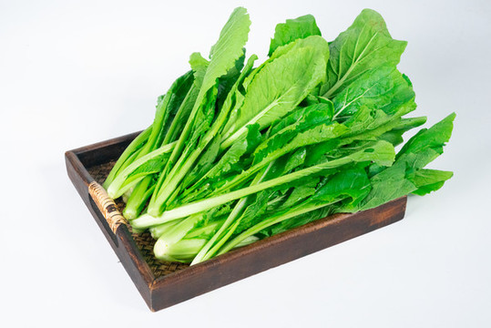 白菜苗