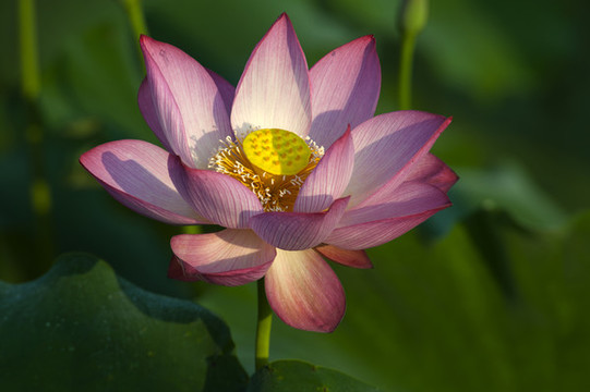 蓮花開了