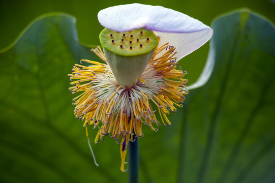 蓮花開了