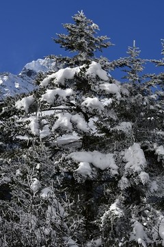樹上積雪