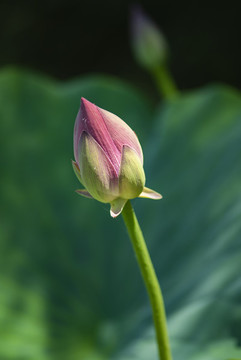 蓮花