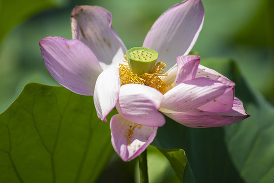 蓮花