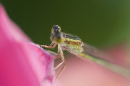 蓮花開了